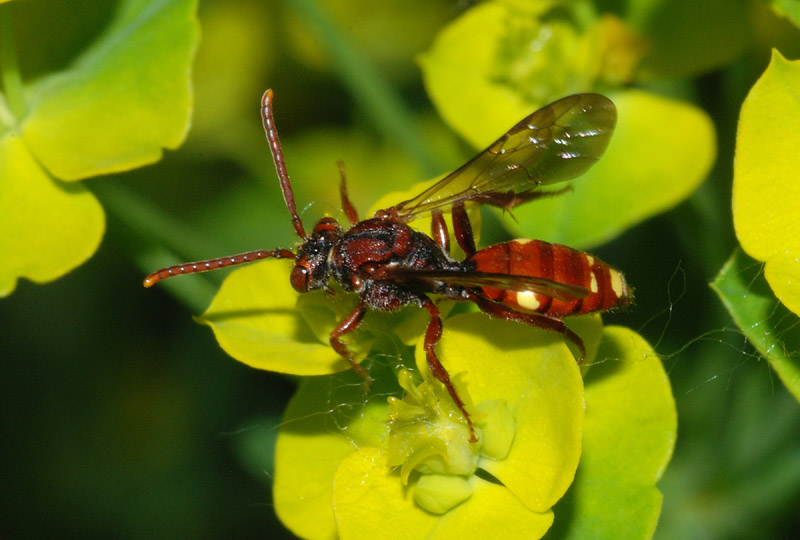 Ape rossa: Nomada sp. (Apidae )